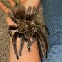 @Exotics_tarantulas