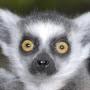 CloudLemur