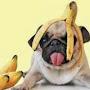 @bananasdog