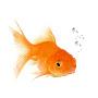 Salubrious Goldfish