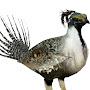 @sagegrouse6467