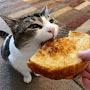 grilled cheese cat [gd]