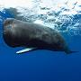 A Sperm Whale Spontaneously Called Into Existence