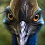 Cassowary