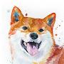 Shiba