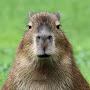 meme capybara