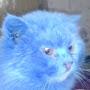 Синий Кот