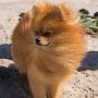 Rainier Pomeranians