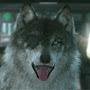 The Gaming Wolf