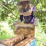 Samnang Beekeepers