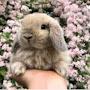 Bunny_Lover
