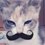 Moustache Cat