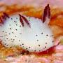 Bunny sea slug