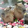 Capybara