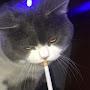 кот с сигаретой 
