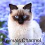 Animals Channel