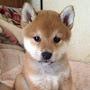 @i_love_shiba_inu