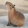 @Lonely_Capybara