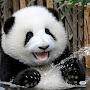 Cute panda