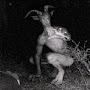 GoatMan