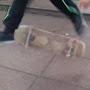 toha sk8