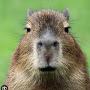 President Capybara