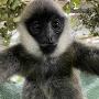 GibbonActivist