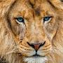 Lion Lion`s