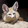 WillowTheFennecFox