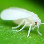 Whitefly00