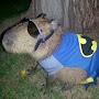 @batman_capybara