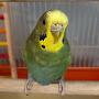 Otto the Parakeet