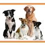 Rescue Dogs Romania