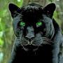 BLACK-PANTHER