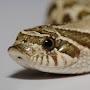 Hognose snake Surfer