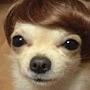 little dog in a wig