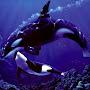 killer Whale