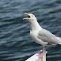 Seagull Rock Squawk