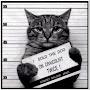Jail cat Jones