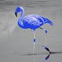 Синий Фламинго