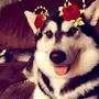 @wolfiethealaskanmalamute4431