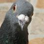 A Frisky Pigeon