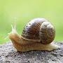 Snail