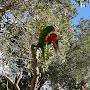 NSW Birds TV