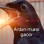 Ardan murai gacor.