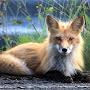 Wald Fuchs