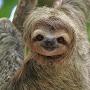 sloth Х