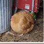 Circular Chicken