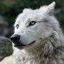 WhiteWolf