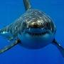 Egupt sharmelsheih Red sea sharks